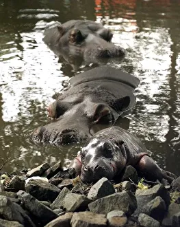 Core5 Prints: The exhausted baby hippo and mother and father at the West Midland Safari Park, Bewdley