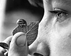 Insects Prints: Eye to Eye with Rosie'is Marion Lea. Rosie is actually eating the leaf