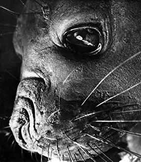 Get an eyeful of Lettie the elephant seal as she gets an eyeful of keeper Sam Morton
