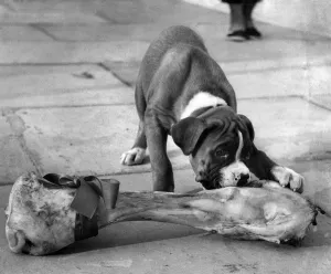 00057 Prints: Eyes bigger that his belly. 8-week-old champion boxer puppy George