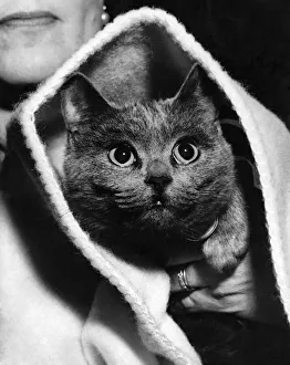 00049 Prints: The Eyes Have It: Hey diddle diddle a cat and a riddle are posed in this picture of