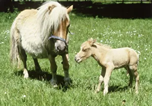 00158 Prints: Falabella miniature horse Sandstorm with her one hour old foal Angelica at Kilverstone