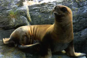Rocks Prints: Falklands Sea Seal where the population has dropped by 90% March 1993