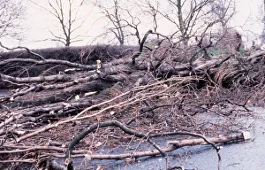 00158 Prints: Fallen trees as a result of storm damage in Scotland February 1990