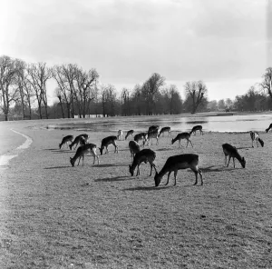 Middlesex Prints: Fallow Deer in Bushy Park, London (formerly Middlesex). 8th April 1954