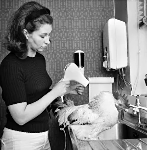 00063 Prints: Family pet Cockerel. 1964 C123-003