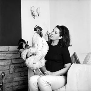 00063 Prints: Family pet Cockerel. 1964 C123-010