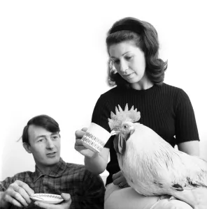 00063 Prints: Family pet Cockerel. 1964 C123-011