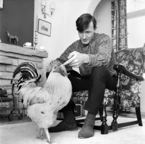 00063 Prints: Family pet Cockerel. 1964 C123-017