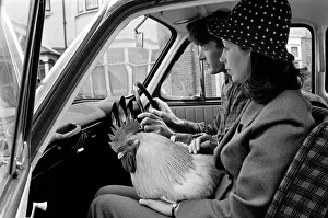 00063 Prints: Family pet Cockerel. 1964 C123-019