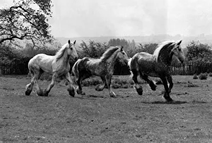 00036 Prints: Four of the famous Shire Horses used for beer deliveries in Central London started a