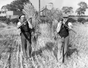 Farm hands bringing in the harvest in the sunshine at Pecks House Farm, Westerhope