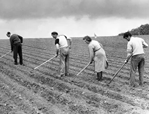 Core53 Prints: Farm hands hard at work cleaning out torws of turnips at Angerton Home Farm