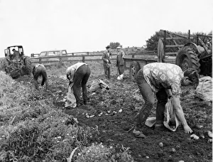 Core53 Prints: Farm Hands potato or tattie picking on a farm in October 1962