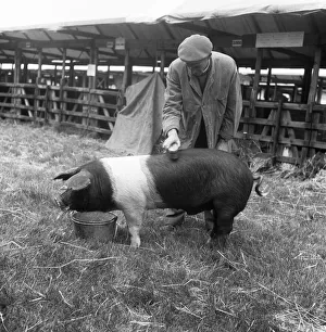 Brush Prints: A farmer gives his British saddleback a quick brush up before showing him in the ring