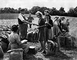 Crops Prints: Farmer H. H. Wooley of Splatford Farm, Kennford, Devon, is a satisfied farmer today