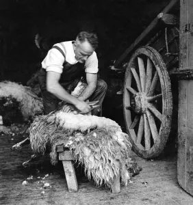 Farmer Prints: The farmer, Mr. Robinson Jackson, is an expert shearer and can get the fleece off