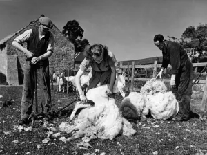 Farmer Russ (left) works the shearing machine and looks on approvingly as Olive begins