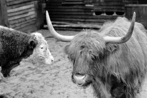 00043 Prints: One farmer sick and tired of hikers and ramblers disturbing his cattle
