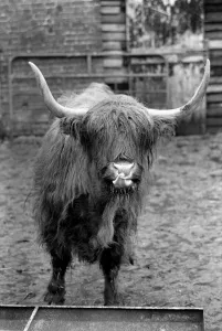 Horns Prints: One farmer sick and tired of hikers and ramblers disturbing his cattle