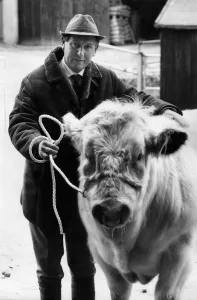 00043 Prints: Show farmer Tom Ashton, who is national chairman of the Belgian Blue Beef Cattle Society