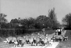 Country Lane Prints: A farmer walking along a country road with his sheep in the village of Smarden in Kent