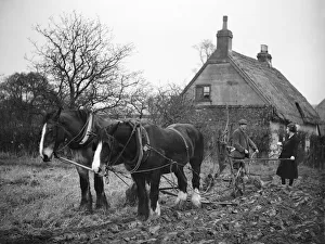 Towns And Villages Prints: The farmers wife brings the ploughman a well earned cup of tea while the Shire