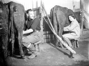 Dairy Prints: Farming in the Dairy house Milking time Women fulfilling Mens work duties