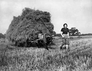 00113 Prints: Farming: Haymaking. September 1942 P003529