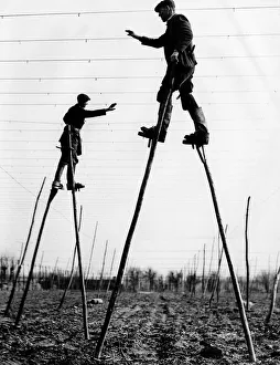 Farming Hops in the fields of Beltring farm Paddock wood Kent The bad weather had