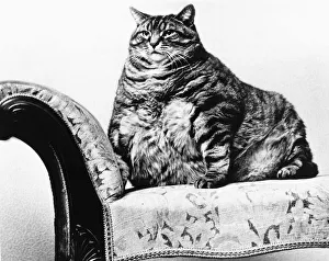 Chair Prints: A fat cat in every sense of the term Joseph weighed 28lbs when his British mistress