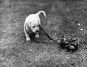 Father is champion Comlands Landy'(a famous stud dog owned by Mr. and Mrs. T