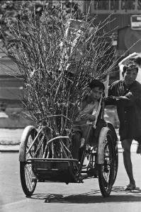 Asia Prints: Father pushes his son on a cycle with a bundle of firewood through the streets of Saigon