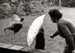 Protection Prints: Fearless Freddy the Pheasant is chased off with an umbrella by housewife Joan Loades