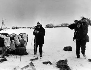 Cattle Prints: Feeding their Cattle, John Flay and Devin Hudson of Ton-Pil Farm, Peterston Wentloog