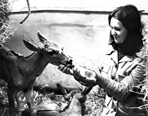 00113 Prints: Feeding time is fun at Pets Corner at Lambton Pleasure Park in April 1974