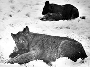 Lions Prints: Feeding time in the snow at Lambton Pleasure Park in January 1977