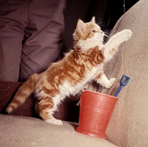 00159 Prints: Felix the kitten owned by Mr John Holmes playing with string attached to a bucket
