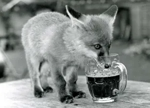 Alcoholic Prints: Fergie the orphan Fox drinking a pint of beer at the Red Lion pub in Little Missengden in