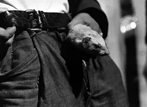 Ferret Prints: Ferret being put inside the trousers of Sylveste McCoy November 1971 as