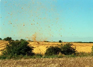 A field near Tranent hit by tornado August 1999 straw is scattered by wind