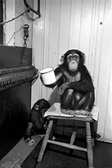 Fifi the 3 year old now knows how to hold her cup without dropping it sitting on a stool