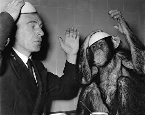 Fifi, the zoo chimp playing with a plate on his head September 1953 P004109
