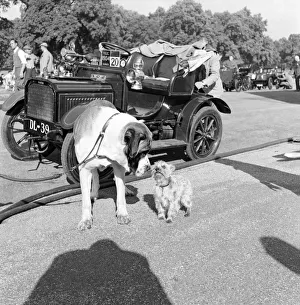 Vintage Prints: Filming of Genevieve Dogs that star alongside the Veteran Humber Car in the Film
