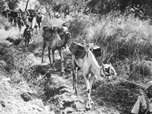 00075 Prints: The first battalion of Ethiopian troops led by an Australian Officer and four NCO