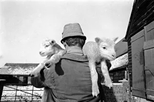 00034 Prints: First of the seasons lambs at Home Farm, Northall near Leighton Buzzard