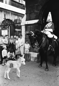 Guards Prints: For the first time in the history of Wellington Barracks donkeys are being stabled with
