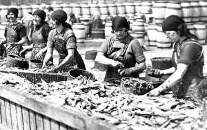 Fishergirls on the North Shields Fish Quay hard at work in 1931