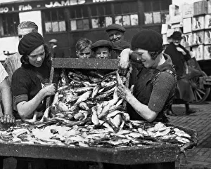 Fisherman Prints: Fishergirls preparing herrings for salting at North Shields Fish Quay to-day