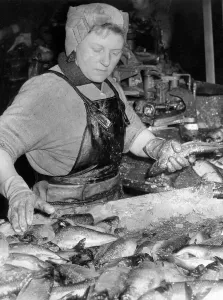 Fisherlass Millie Cardno from Fraserburgh feeds imported herring into a splitting machine